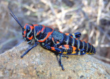 Dactylotum bicolor; Rainbow Grasshopper 