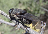 Cuterebra americana complex; Bot Fly species