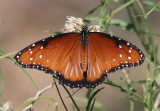 Danaus gilippus; Queen; male