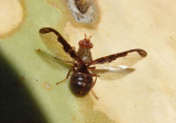 Diacrita costalis; Picture-winged Fly species