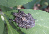 Brochymena barberi; Rough Stink Bug species