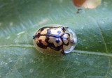 Deloyala lecontii; Tortoise Beetle species