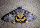 8835.1 - Catocala desdemona; Desdemona Underwing 