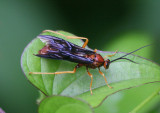 Conocalama Ichneumon Wasp species; male