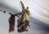 4685 - Adoneta spinuloides; Purple-crested Slug Moth