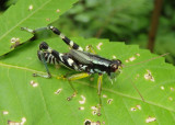 Melanoplus viridipes complex; Green-legged Grasshopper; male