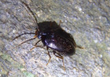 Hymenorus Comb-clawed Beetle species