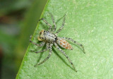 Maevia inclemens; Dimorphic Jumper 