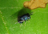 Perilampidae Chalcid Wasp species