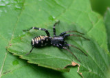 Castianeira longipalpa; Antmimic Spider species