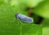 Cedusa Derbid Planthopper species