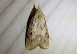5629 - Aphomia sociella; The Bee Moth; female