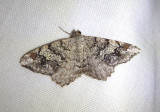 6352 - Macaria granitata; Granite Moth