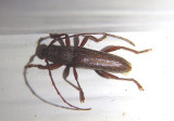 Anelaphus moestus; Long-horned Beetle species