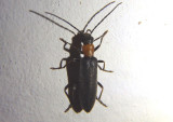 Oxycopis thoracica; False Blister Beetle species
