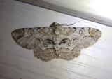 6588 - Iridopsis larvaria; Bent-line Gray Moth
