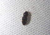 Paradonus obliquatulus; Click Beetle species