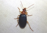 Lebia grandis; Large Foliage Ground Beetle