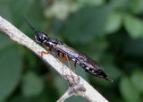 Xiphydria mellipes; Xiphydriid Wood Wasp species
