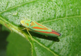 Graphocephala Sharpshooter species