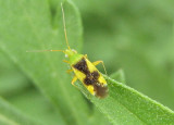 Reuteroscopus ornatus; Ornate Plant Bug