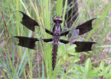 Plathemis lydia; Common Whitetail; immature male