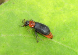 Collops Soft-winged Flower Beetle species; female