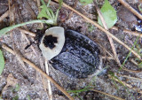 Necrophila americana; American Carrion Beetle