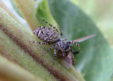 Pelegrina galathea; Peppered Jumper