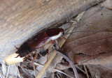 Parcoblatta pennsylvanica; Pennsylvania Wood Cockroach; female