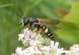 Philanthus sanbornii; Beewolf species