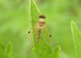 Chrysopilus modestus; Snipe Fly species; male