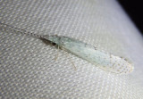 Nectopsyche White Miller Caddisfly species