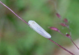 Balclutha neglecta; Leafhopper species; teneral