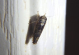 Scaphoideus pullus; Leafhopper species