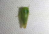 Stragania Leafhopper species