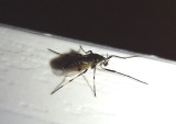 Coelotanypus scapularis; Midge species; female