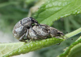 Epicaerus imbricatus; Imbricated Snout Beetle pair