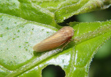 Agallia constricta; Constricted Leafhopper