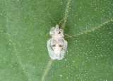 Corythucha ciliata; Sycamore Lace Bug