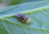 Parapiesma Ash-gray Leaf Bug species; mating pair