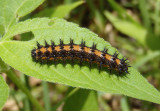 Chlosyne gorgone; Gorgone Checkerspot caterpillar
