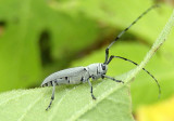 Dectes Flat-faced Longhorn species