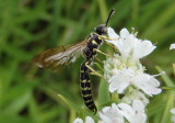 Myzinum quinquecinctum; Five-banded Tiphiid Wasp; male