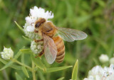 Apis mellifera; Western Honey Bee worker; exotic