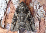 8771 - Catocala piatrix; The Penitent Underwing