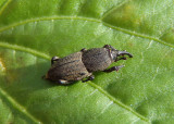 Sphenophorus parvulus; Bluegrass Billbug