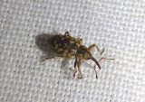 Smicronyx Weevil species