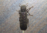 Lichenophanes truncaticollis; Horned Powder-post Beetle species