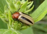 Zonitis bilineata; Blister Beetle species